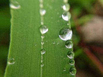 Close-up of water drops on leaf