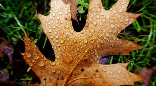 Close-up of green leaves