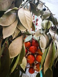 Close-up of berries growing on tree