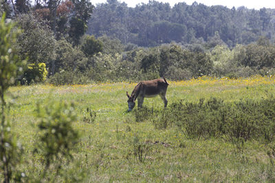 Horse on field in forest