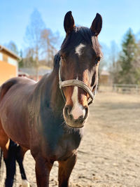 Portrait of horse standing in ranch