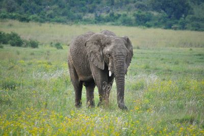 Elephant walking on grassy field at pilanesberg game reserve