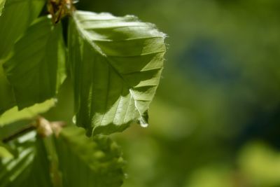 Close-up of leaves