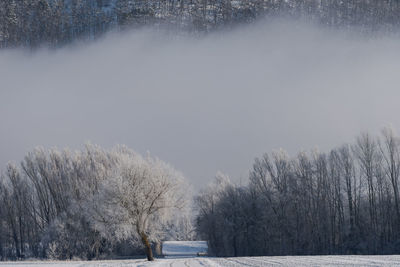 Snow covered land and trees against sky