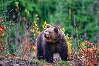 Monkeys sitting on grass