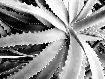 Full frame shot of leaves