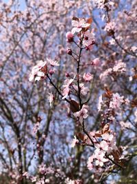 Close-up of pink cherry blossom