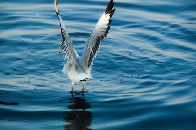 Close-up of heron on lake