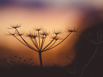 Close-up of silhouette plant against sky during sunset