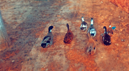 High angle view of crab on wall