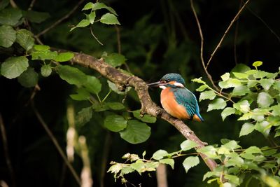 Bird perching on branch