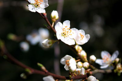Close-up of white cherry blossom tree