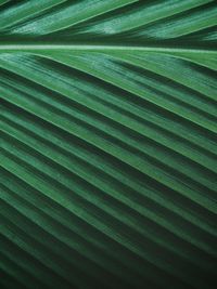 Full frame shot of palm leaf