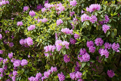 Full frame shot of pink flowering plants