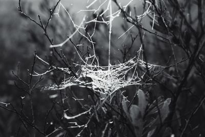 Close-up of spider web on branch