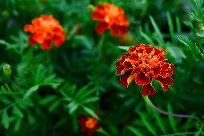 Close-up of orange marigold flower