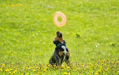 Playing at afternoon with a dog