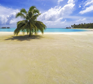 Palm trees on beach against sky