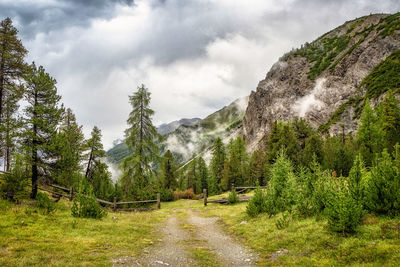 Scenic view of trees in forest against sky