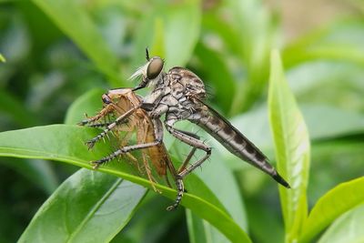 Close-up of insect on plant