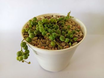 High angle view of succulent plant in bowl on table