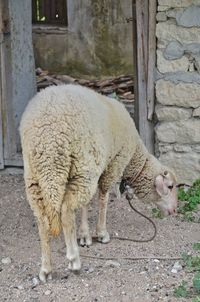 Sheep standing in front of a stable