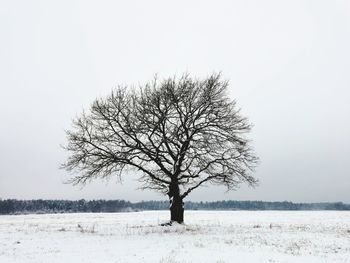 Bare tree on snow covered field against sky