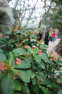 Close-up of flowers blooming in greenhouse