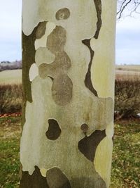 Close-up of tree trunk