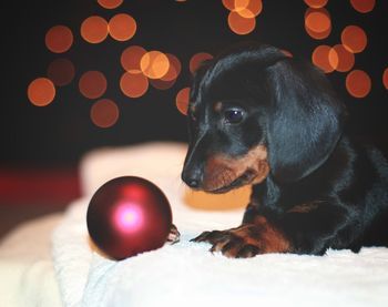 Close-up of dog by christmas ornament at home