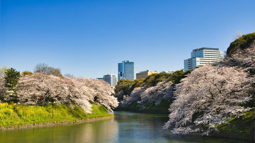 Cherry trees and urban scape in tokyo