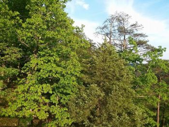 Low angle view of trees in forest against sky