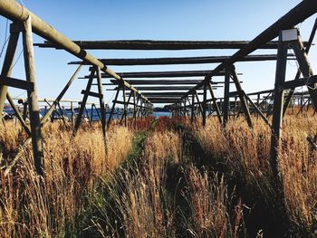 Plants growing on field against clear sky