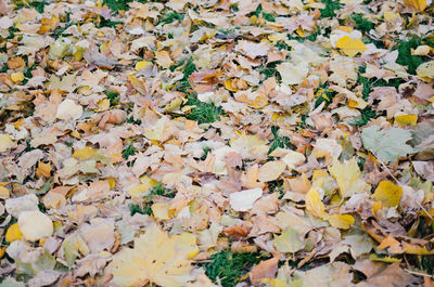 Full frame shot of autumn leaves