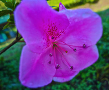 Close-up of insect on pink flower