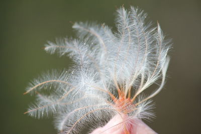 Close-up of dandelion