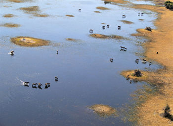 High angle view of birds on lake