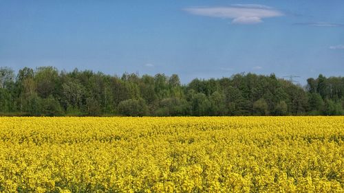 Scenic view of oilseed rape field against sky
