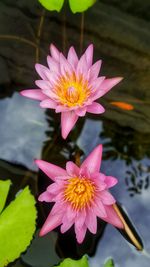 Close-up of pink water lily in lake