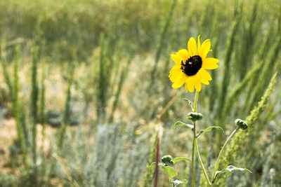 Close-up of yellow flower blooming in field