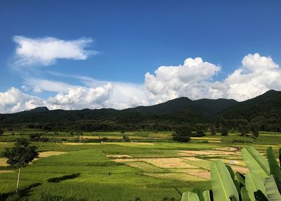 Scenic view of agricultural field against sky