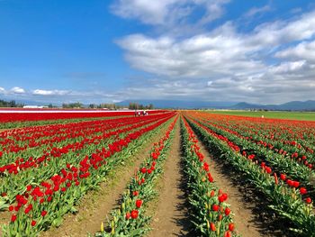 Red flowering plants on field against sky