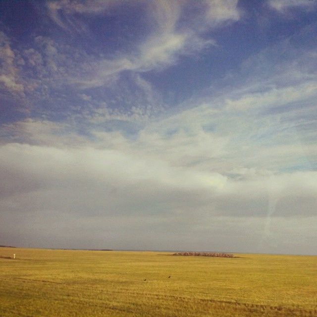 sky, field, tranquil scene, landscape, tranquility, beauty in nature, scenics, agriculture, rural scene, cloud - sky, nature, yellow, cloudy, cloud, farm, growth, horizon over land, idyllic, outdoors, crop