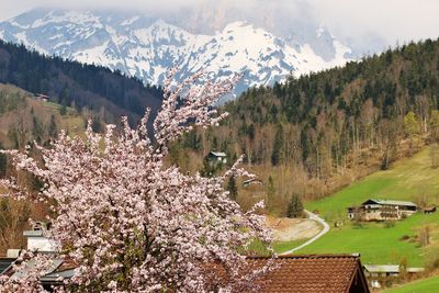 High angle view of cherry blossom tree on mountain