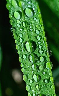 Close-up of raindrops on leaf