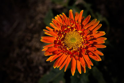 Close-up of orange flower blooming outdoors