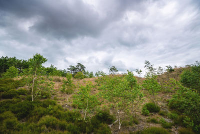 Plants growing on land against sky