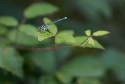 Close-up of insect on leaf