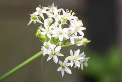 Close-up of white flowers blooming outdoors