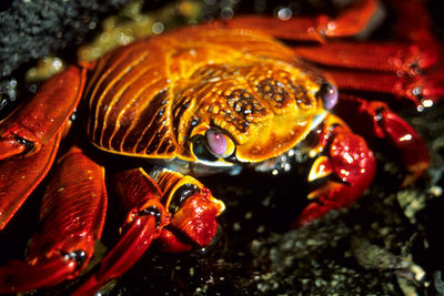 High angle view of crab